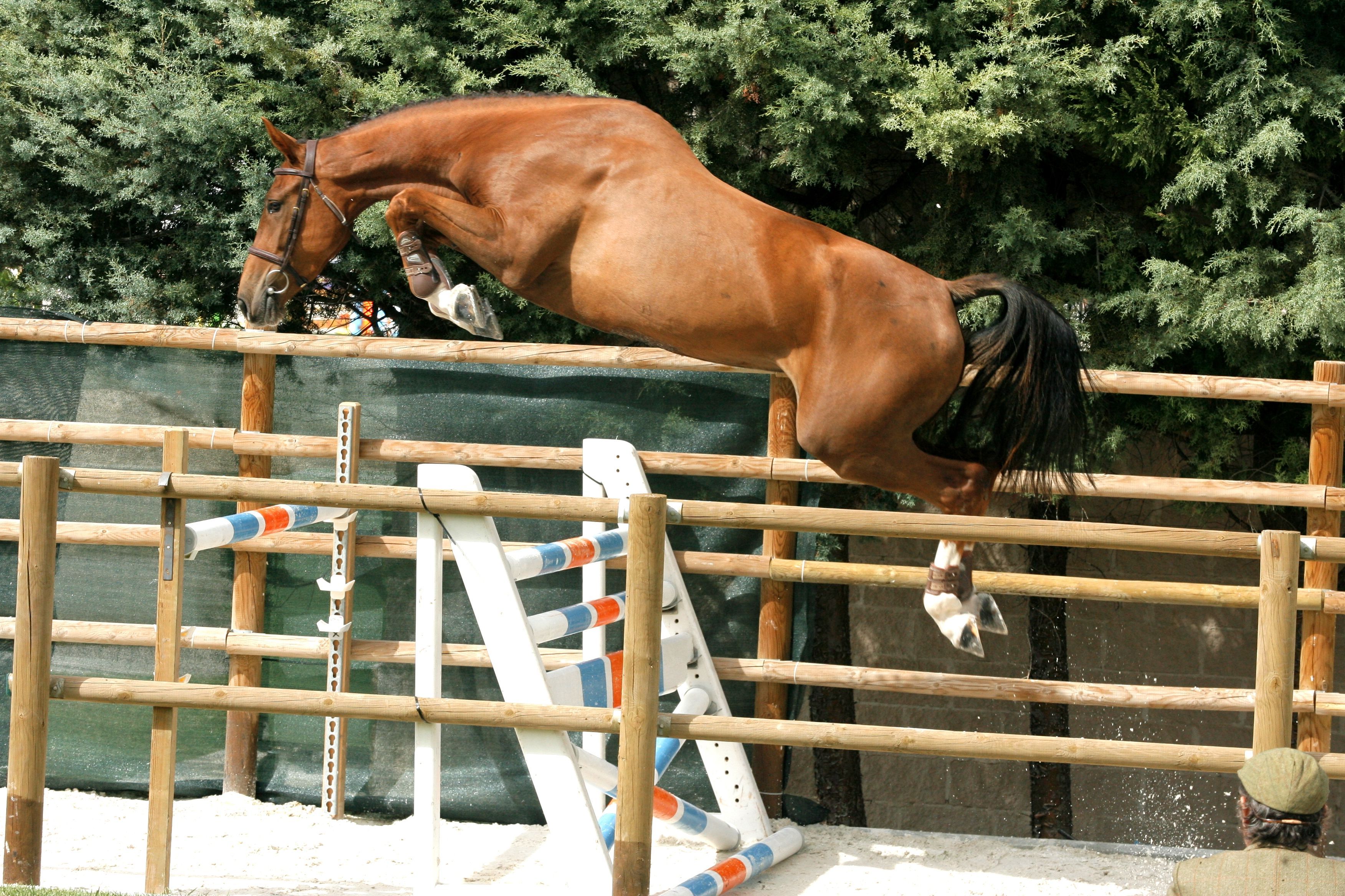Raza equino caballar CABALLO DE DEPORTE ESPAÑOL